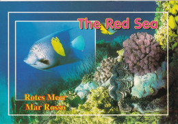 The Red Sea - Autres & Non Classés