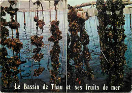 Metiers - Conchyliculture - Culture Coquillages Comestibles - Conchylicultureur - Le Bassin De Thau Et Ses Fruits De Mer - Pesca