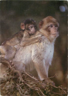 Animaux - Singes - La Montagne Des Singes De Kintzheim - La Forêt Des Singes De Rocamadour - Macaque De Barbarie - CPM - - Monkeys