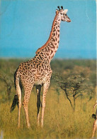 Animaux - Girafes - Girafe Du Kenya - Etat Légère Froissure Visible - CPM - Voir Scans Recto-Verso - Giraffes