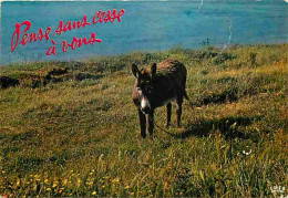 Animaux - Anes - Carte Humoristique - CPM - Voir Scans Recto-Verso - Donkeys