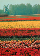 Pays-Bas - Nederland - Hillegom - Tulip Fields - International Flower Bulb Centre - CPM - Voir Scans Recto-Verso - Den Haag ('s-Gravenhage)
