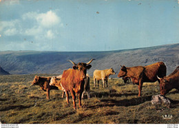 Cow / Vache - Paturages Sur Les Plateaux - Éditions Cap-Théojac 1980 CPM - Cows