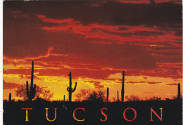 ETATS UNIS. AZ. TUCSON (ENVOYE DE). SAGUARO CACTUS AT SUNSET. ANNEE 2001 + TEXTE + TIMBRE - Other & Unclassified