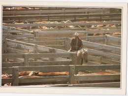 Amarillo - Cattle In The Corral - Amarillo
