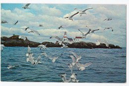 Campobello Island - Sea Gulls With Head Light In Background - Other & Unclassified