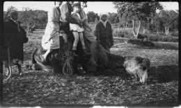 Photo Vintage Paris Snap Shop -famille Family Chameau Camel AÏN  El Ouach - Africa