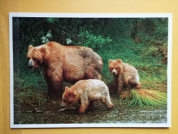 Kov 509-1,2 - BEAR, OURS,  - Ours