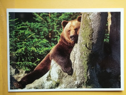 Kov 509-1,2 - BEAR, OURS - Bären