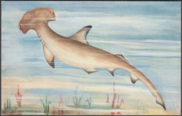 The Hammer-Head Shark, Madras Fishes, C.1910s - Madras Aquarium Postcard - Fische Und Schaltiere