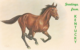 Horse - Cheval - Paard - Pferd - Cavallo - Cavalo - Caballo - Kentucky - Paarden