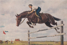 Horse - Cheval - Paard - Pferd - Cavallo - Cavalo - Caballo - Häst - Pferde