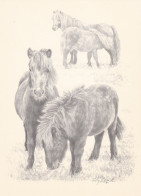Horse - Cheval - Paard - Pferd - Cavallo - Cavalo - Caballo - Häst - Pictura Graphica AB - Chevaux