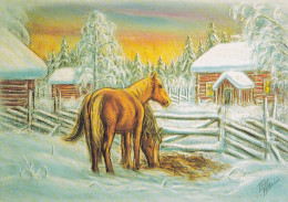 Horse - Cheval - Paard - Pferd - Cavallo - Cavalo - Caballo - Häst - Laura & Nelson Ltd - Terho Peltoniemi - Paarden