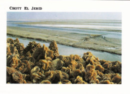 Tunisie - CHOTT EL JERID - Roses De Sable Sur Le Cott El Jerid - Tunisia