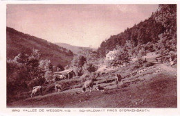 68 - Haut Rhin -  SHIRLEMATT PRES Storkensauen ( Vallée De Wesserling ) Vachezs Au Paturage - Sonstige & Ohne Zuordnung