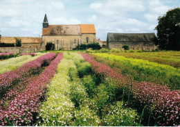 28 - Eure Et Loir - VIERVILLE - Champ De Saponaires Fleuries Devant L Eglise - Autres & Non Classés