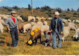 [48] Transhumance En Lozère - Troupeau De Moutons Sur Le Plateau Du Larzac Cpm - Andere & Zonder Classificatie