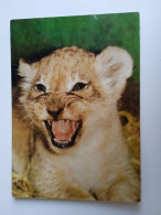D202964     AK  CPM  -  Lion Cub - Junger Löwe - Hungarian Postcard 1981 - Leeuwen