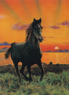 Horse - Cheval - Paard - Pferd - Cavallo - Cavalo - Caballo - 3D - Lenticular - Stereo Postcard - Caballos