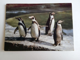 D202965      AK  CPM  - Penguin, Penguins - Hungarian Postcard 1981 - Oiseaux
