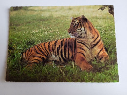 D202966     AK  CPM  - Tiger Tigre  - Hungarian Postcard 1983 - Tijgers