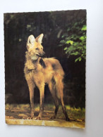 D202967     AK  CPM  - Maned Wolf    - Hungarian Postcard 1983 - Chiens