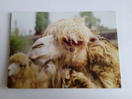 D202968    AK  CPM  - Bactrian Camel    - Hungarian Postcard 1981 - Autres & Non Classés