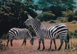 Animaux D'Afrique En Liberté Les Zèbres - Zebra's