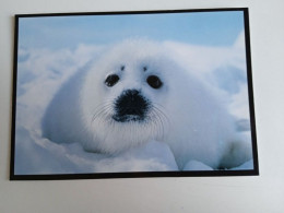 D202969    AK  CPM  -  Baby Seal - Hungarian Postcard - Autres & Non Classés