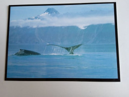 D202970   AK  CPM  -  Whale  - Hungarian Postcard - Autres & Non Classés