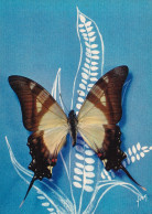 Papillons Exotiques Papilio Hippodamus (Brésil) - Schmetterlinge