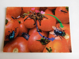 D202971   AK  CPM  -  Ants And Beetles Eating Tomatoes And A Spider Eating Them  - Hungarian Postcard - Insecten