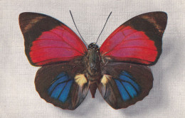 Papillon Agrias Sardanapalus (Centre Brésil) - Vlinders