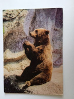 D202972    AK  CPM  - Brown Bear  Ours  - Hungarian Postcard 1981 - Ours
