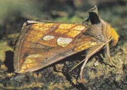 Faune Et Flore De Picardie Les Papillons Plusia Festucae Linné - Vlinders