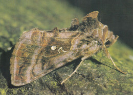 Faune Et Flore De Picardie Les Papillons Autographa Iota Linné - Schmetterlinge