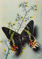 Papillons Exotiques Urania Riphéus (Madagascar) - Schmetterlinge