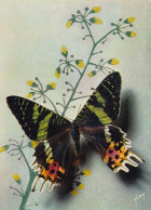 Papillons Exotiques Urania Riphéus (Madagascar) - Papillons