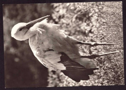 AK 212044 BIRD / VOGEL - Oiseaux