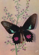Papillons Exotiques Papilio Eurimedes Sesostris (Guyanes) - Mariposas