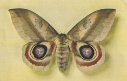 Papillon Automeris Janus (Colombie) - Vlinders