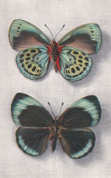 Papillon Callithéa Leprieuri (Pérou) Vu Sur Deux Faces - Mariposas