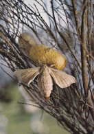 Papillon Bombyx Du Mûrier Femelle Sur Son Cocon - Vlinders