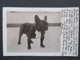 AK Hund Dog 1936 Bulldog   // P9070 - Hunde