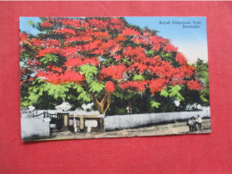 Royal Poinciana Tree  Bermuda   Ref 6411 - Bermuda