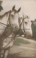 R001531 Old Postcard. Horses. E. J. Hey. 1914 - Monde