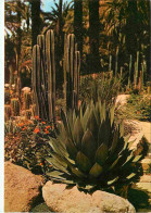 Fleurs - Plantes - Cactus - Elche - Huerto Del Cura - Rocalla - Detalle - Espagne - Espana - CPM - Voir Scans Recto-Vers - Cactusses