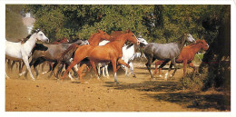 Format Spécial - 210 X 105 Mms - Animaux - Chevaux - Carte Neuve - Frais Spécifique En Raison Du Format - CPM - Voir Sca - Horses