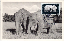 DDR 1956, Maximumkarte 5 Pf. Elefanten M. Stpl. Berlin Friedrichsfelde Tierpark - Brieven En Documenten